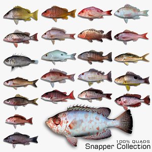 Snapper Collection 3D