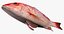 Collezione Snapper
