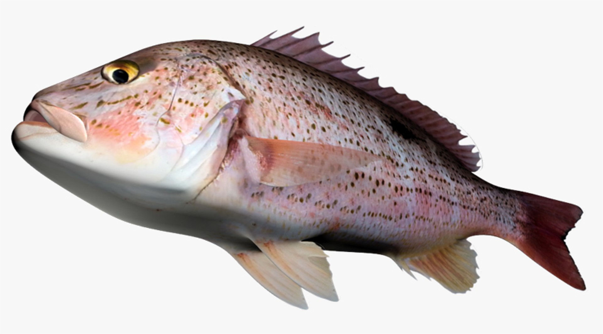 Snapper Collection 3D - TurboSquid 1815256