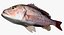 Collezione Snapper