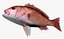 Collezione Snapper