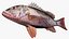 Collezione Snapper