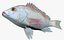 Collezione Snapper