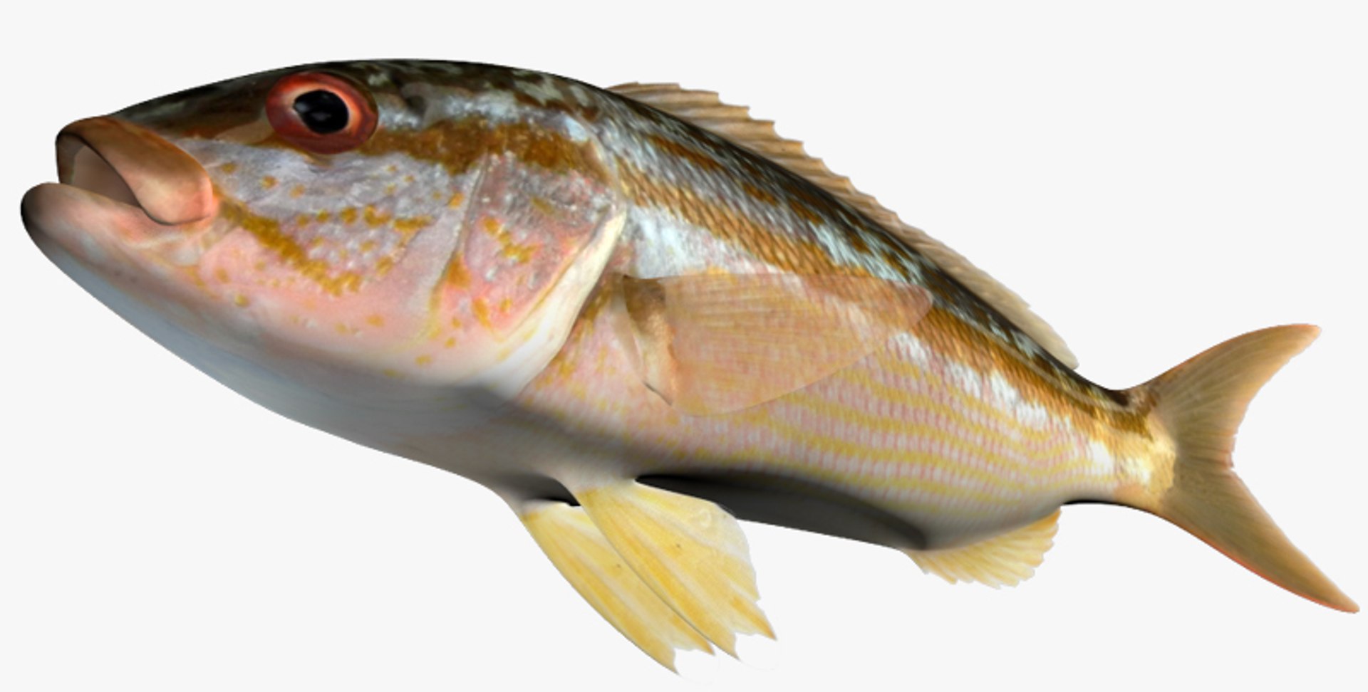 Snapper Collection 3D https://p.turbosquid.com/ts-thumb/co/w3sCnV/e6/2/jpg/1443171747/1920x1080/fit_q87/9b9bcbec240d3323e12758d9589c9be211ea95b1/2.jpg