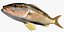 Collezione Snapper