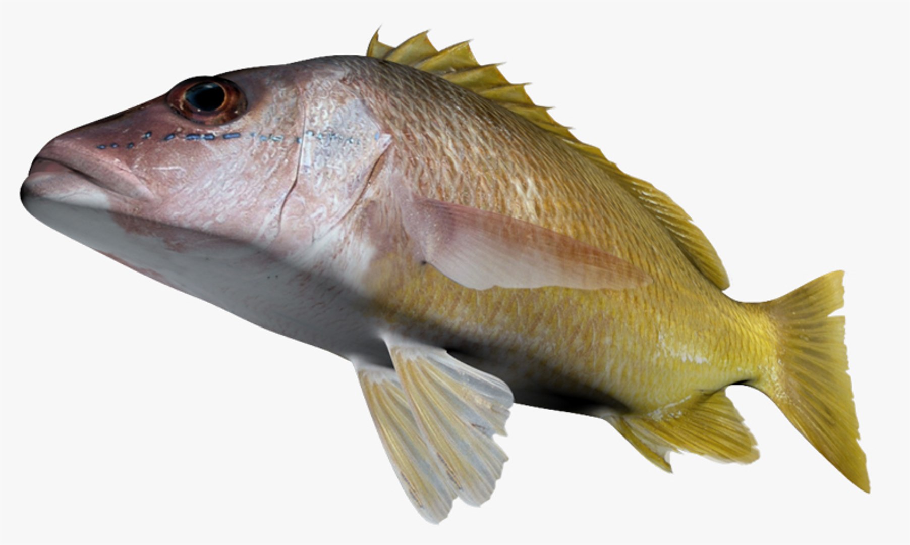 Snapper Collection 3D - TurboSquid 1815256