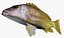 Collezione Snapper