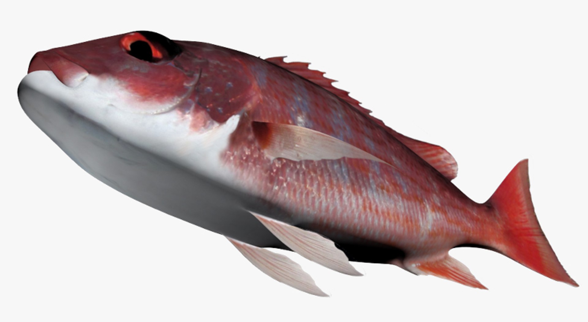 Snapper Collection 3D - TurboSquid 1815256