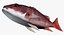Collezione Snapper