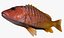 Collezione Snapper
