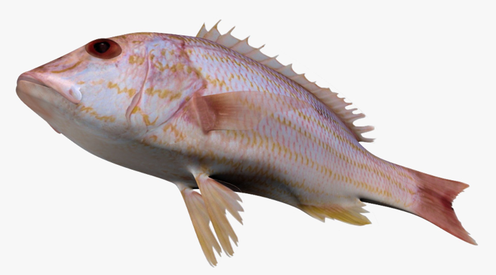 Snapper Collection 3D https://p.turbosquid.com/ts-thumb/co/w3sCnV/kw/2/jpg/1443088288/1920x1080/fit_q87/a6d556c4d1c64d9904d7fa087dfbe154848632dd/2.jpg