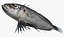 Collezione Snapper