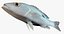 Collezione Snapper