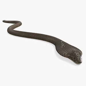 Attack Naja Cobra Animated Rigged for Cinema 4D