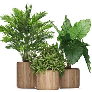 Plants collection 549 3D model