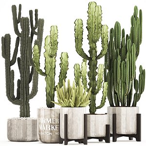 plants exotic cactus 3D model