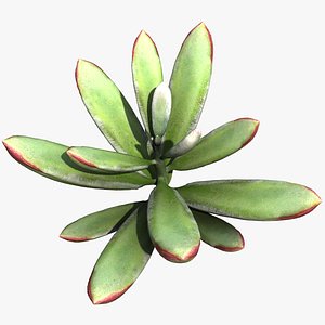 Echeveria harmsii Succulent Plant