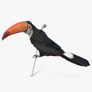 3D Toucan on Branch model