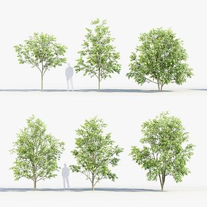 Celtis australis European nettle tree 01 3D model