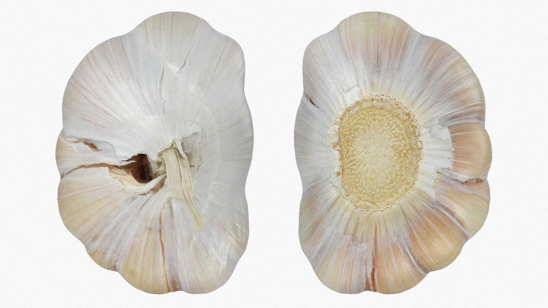 3D Garlic Collection 5 model https://p.turbosquid.com/ts-thumb/cp/Jou0yA/sX/garlic02_a0002/jpg/1726314739/1920x1080/fit_q87/7915d7a4d8dc6e3cbea6feca3b78093f2e47c257/garlic02_a0002.jpg