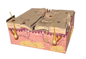 3d skin close-up microscope