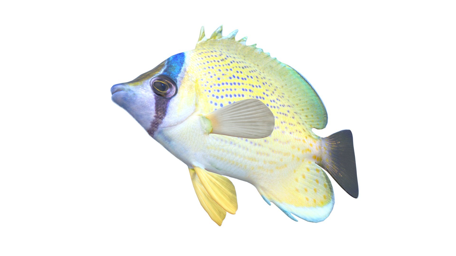 3D Speckled Butterflyfish https://p.turbosquid.com/ts-thumb/cp/SOqZ2i/3l/5/jpg/1774432393/1920x1080/fit_q87/f2151b85ead433a9629e392cbe895f33fcbddebb/5.jpg