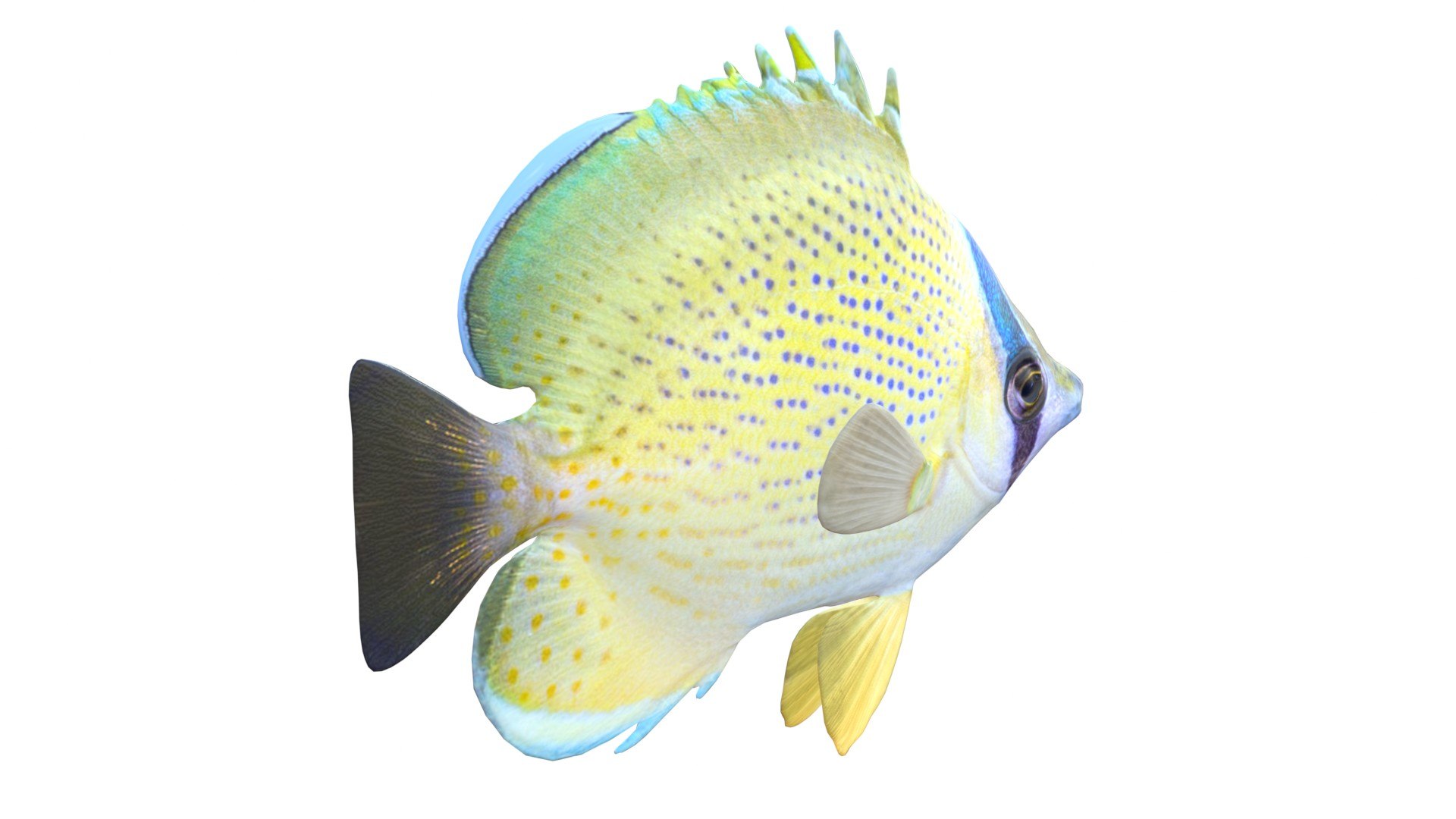 3D Speckled Butterflyfish https://p.turbosquid.com/ts-thumb/cp/SOqZ2i/Mp/3/jpg/1774432392/1920x1080/fit_q87/efe5ebd6e1929177af0abb8ab74fe17dbcee58e8/3.jpg