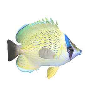 3D Speckled Butterflyfish