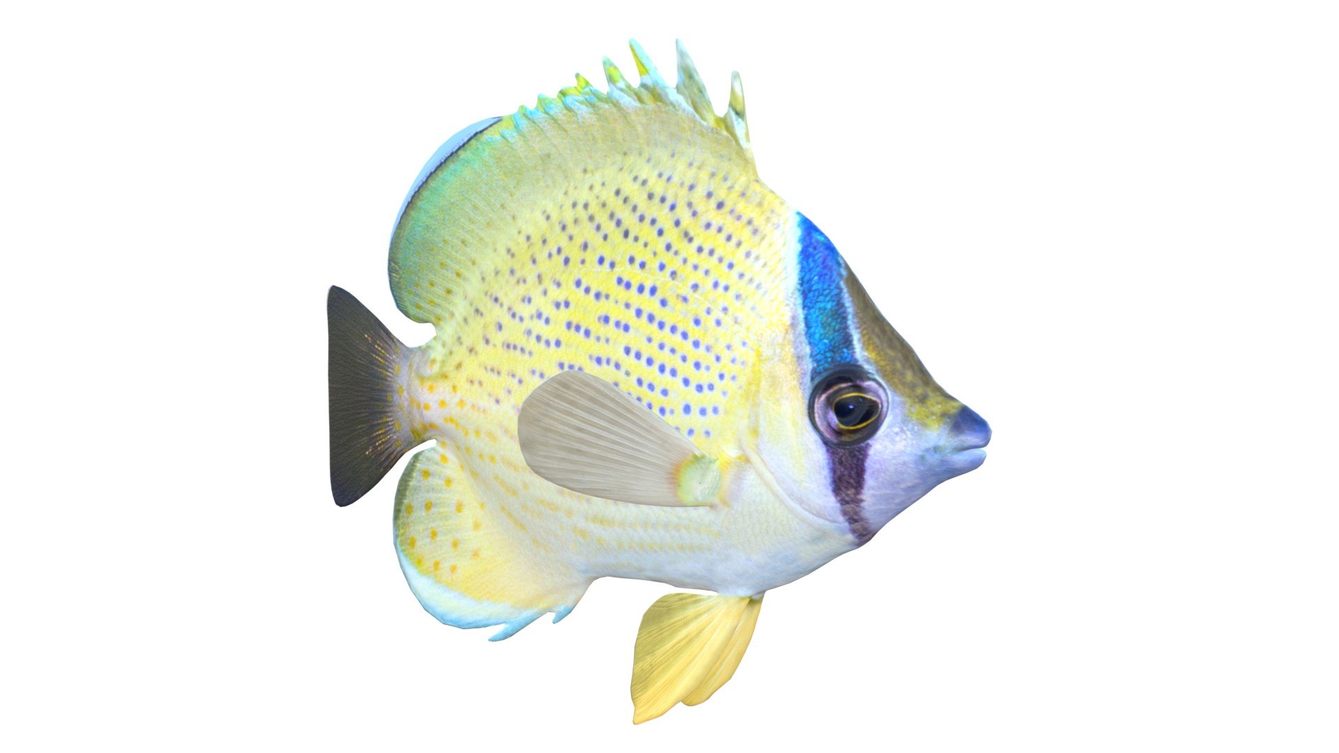 3D Speckled Butterflyfish https://p.turbosquid.com/ts-thumb/cp/SOqZ2i/bS/speckledbutterflyfish/jpg/1774432388/1920x1080/fit_q87/8d05be45896641a8216264e68f999f740c5704ee/speckledbutterflyfish.jpg