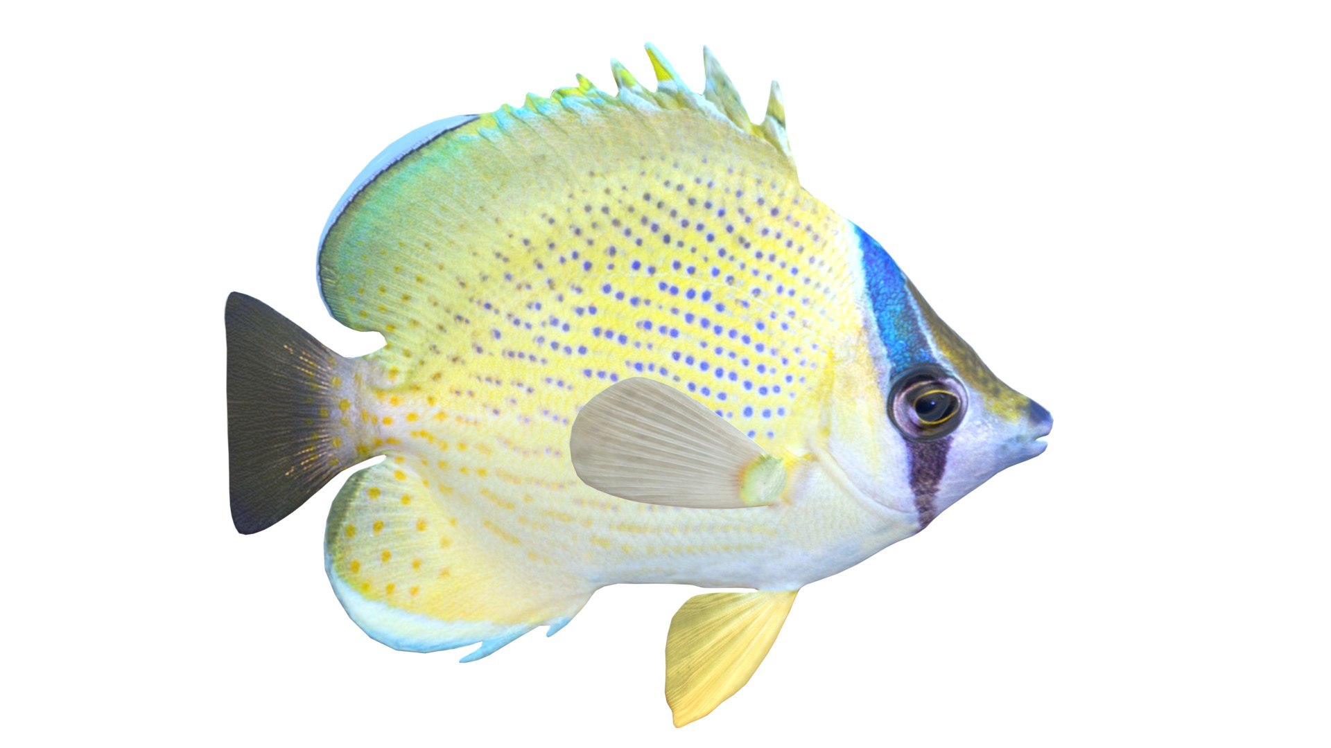 3D Speckled Butterflyfish https://p.turbosquid.com/ts-thumb/cp/SOqZ2i/eh/2/jpg/1774432390/1920x1080/fit_q87/c08893fc95b6c1c8f1062e28cc8adf3b5ed15ff8/2.jpg