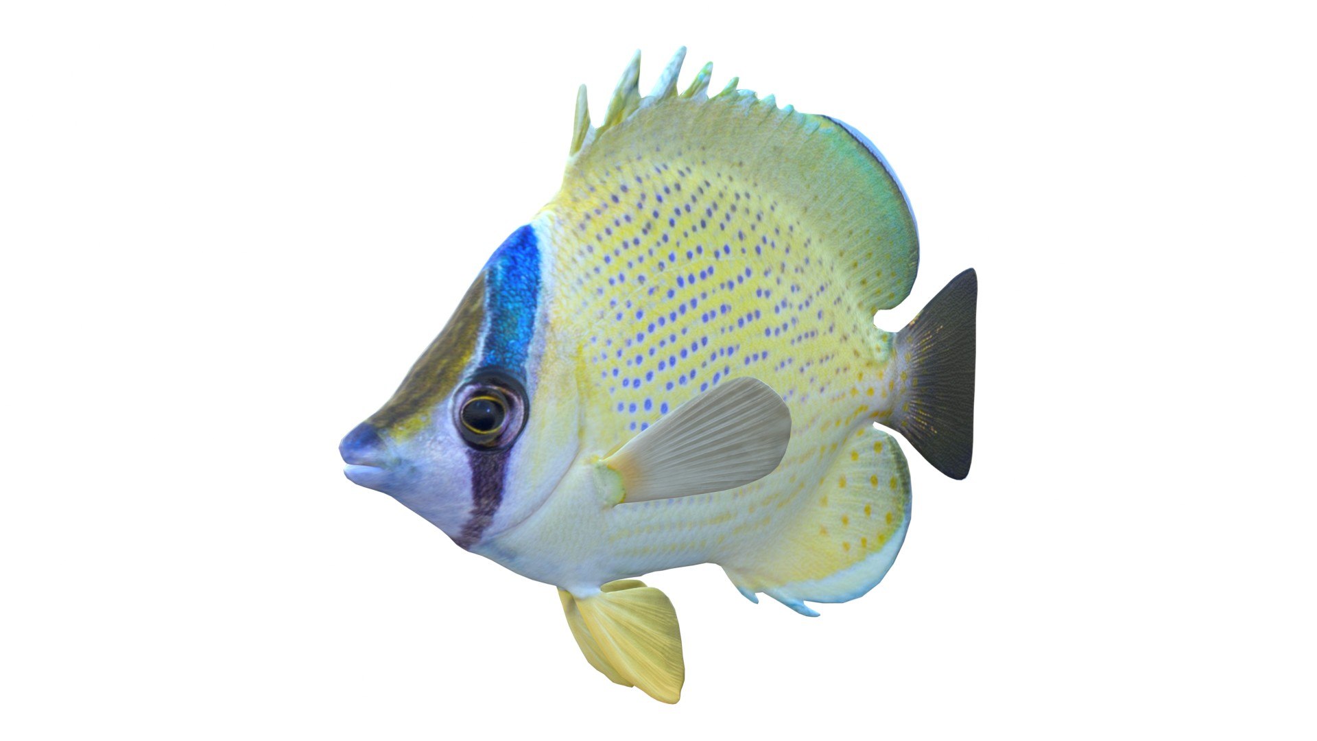 3D Speckled Butterflyfish https://p.turbosquid.com/ts-thumb/cp/SOqZ2i/vk/4/jpg/1774432393/1920x1080/fit_q87/92790356c8f9b09b1c92befab31da12112a3a090/4.jpg