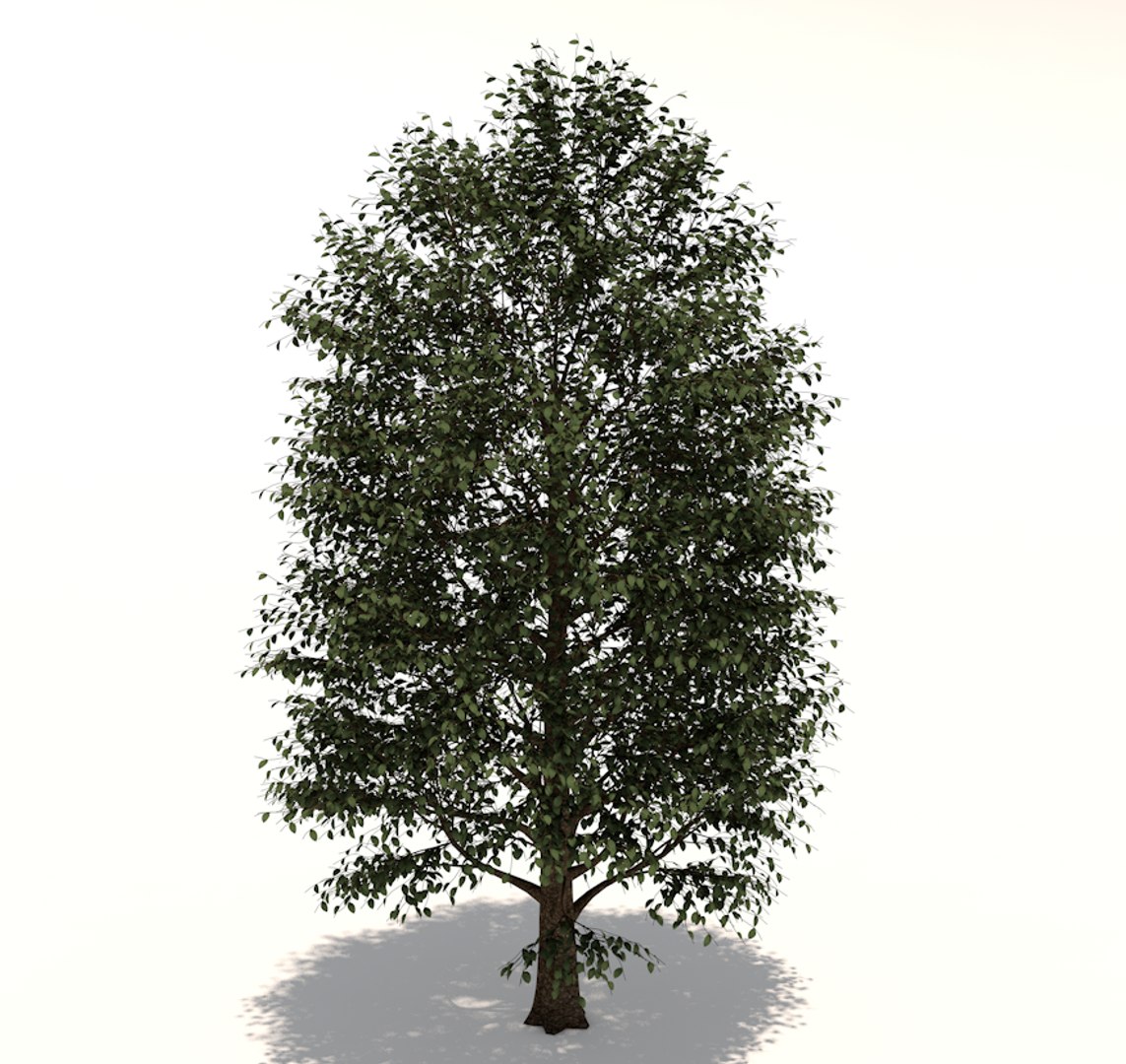 3D Carolina Poplar Tree Model - TurboSquid 1344351