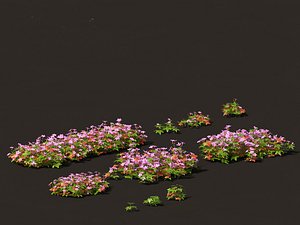 3D Geranium robertianum - herb-Robert