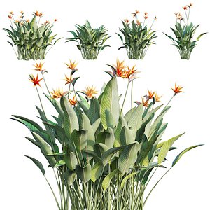 Strelitzia reginae - Bird of Paradise 03