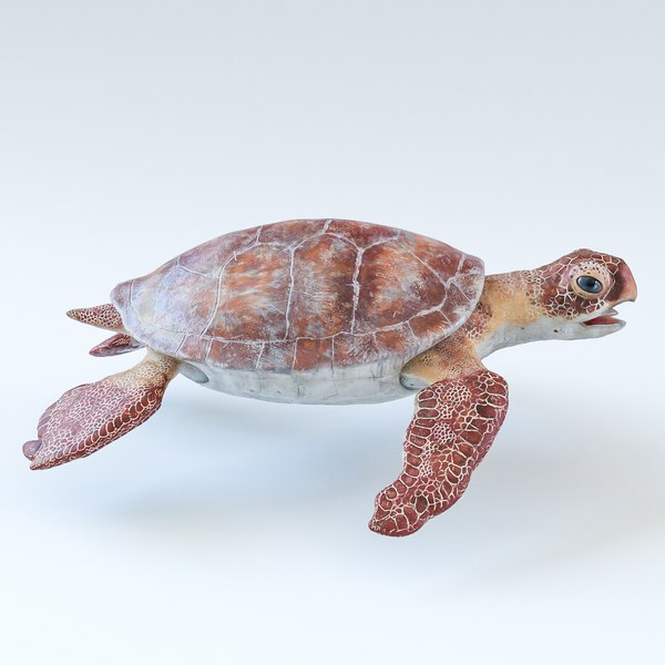 3D sea turtle - TurboSquid 1157925