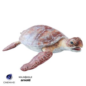 Sea Turtle