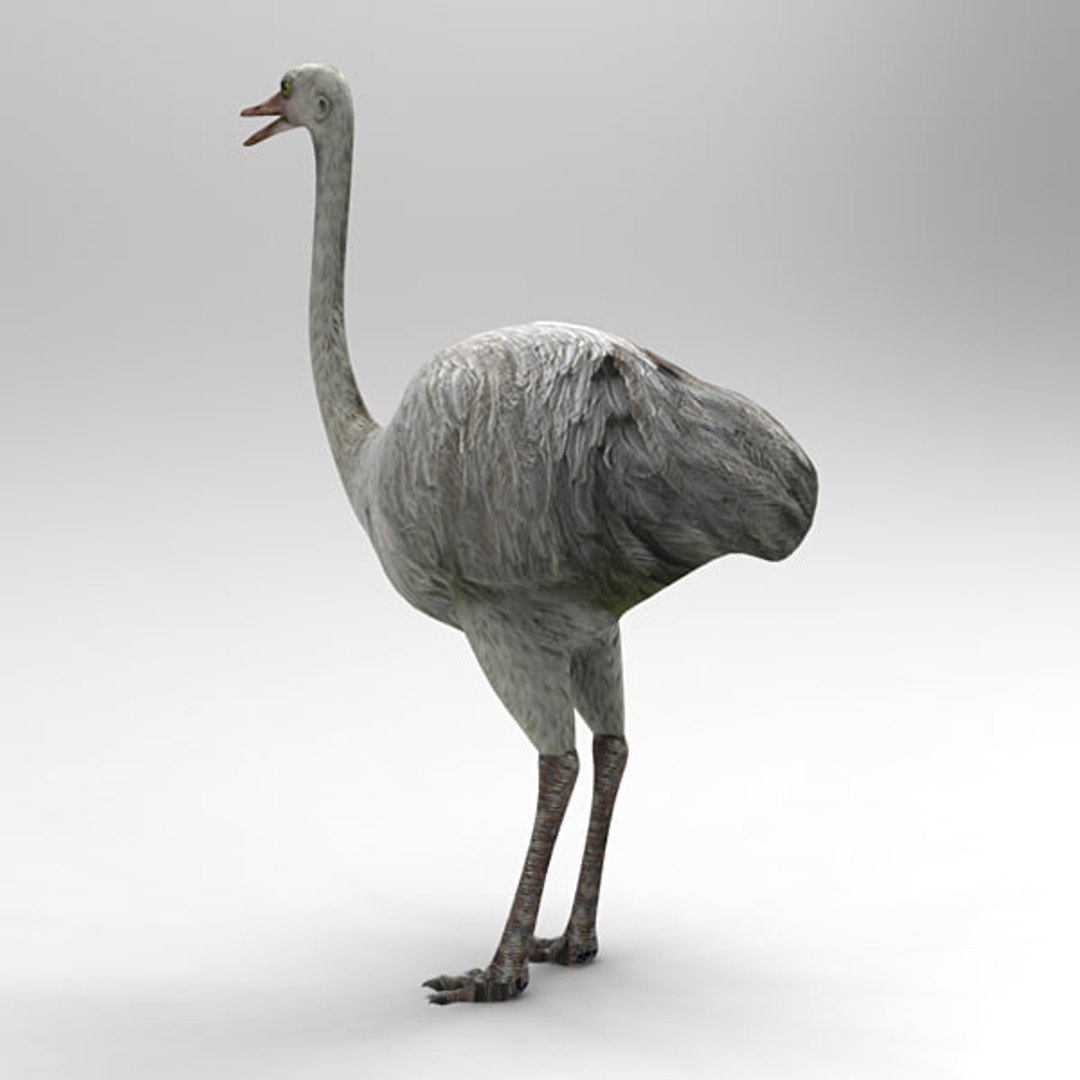 3D Ostrich Model - TurboSquid 1406117