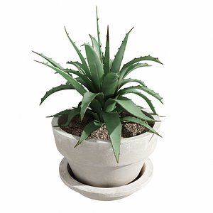 realistic aloe plant