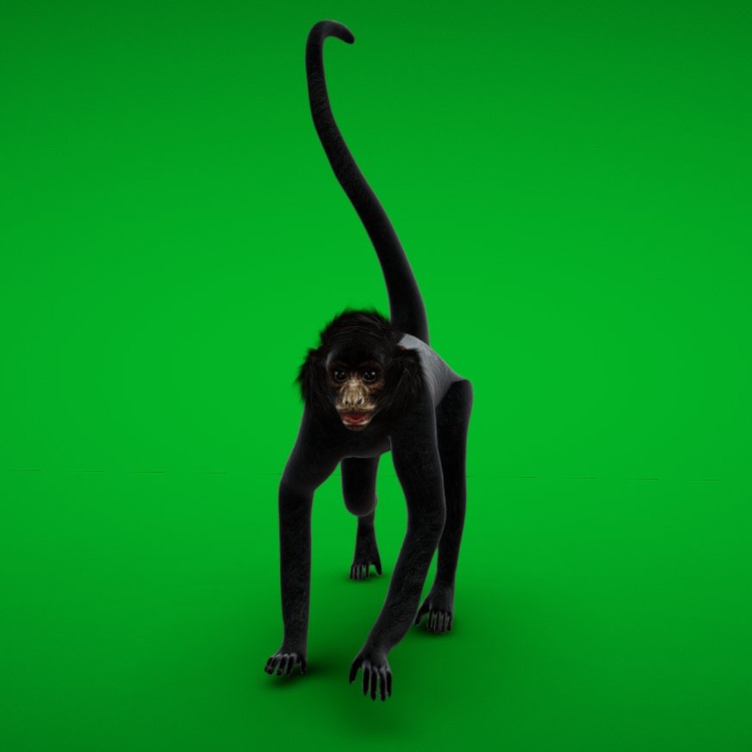 Spider Monkey 3D https://p.turbosquid.com/ts-thumb/cp/vSYRqE/hu/search_images/png/1742230273/1920x1080/fit_q87/9785f66fc8d3b5d9fdeeb5b40aa2592ac259dc21/search_images.jpg