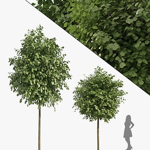Street Landscape Trees 3D model