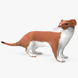 Eurasian Stoat Brown Rigged for Maya