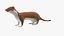 3D model Eurasian Stoat Brown Rigged for Maya
