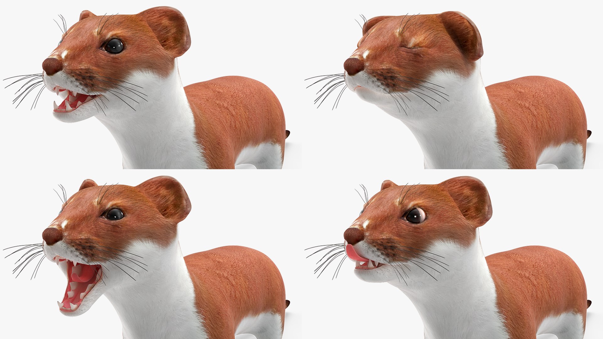 3D model Eurasian Stoat Brown Rigged for Maya https://p.turbosquid.com/ts-thumb/cq/J3LlWh/Iv/eurasian_stoat_brown_rigged_025/jpg/1721053370/1920x1080/fit_q87/7b4596a41c8736cdde4aef15c63bbae8ef4e3536/eurasian_stoat_brown_rigged_025.jpg