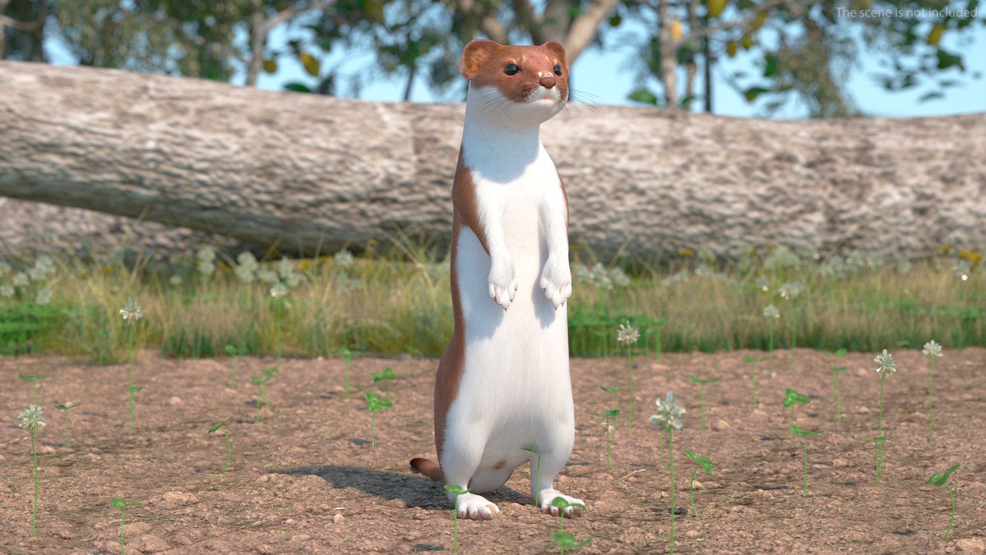 3D model Eurasian Stoat Brown Rigged for Maya https://p.turbosquid.com/ts-thumb/cq/J3LlWh/Ps/eurasianstoatbrownriggedformaya3dsmodel005/jpg/1721005814/1920x1080/fit_q87/46ae3900de002bf605df146e61c702679a741447/eurasianstoatbrownriggedformaya3dsmodel005.jpg