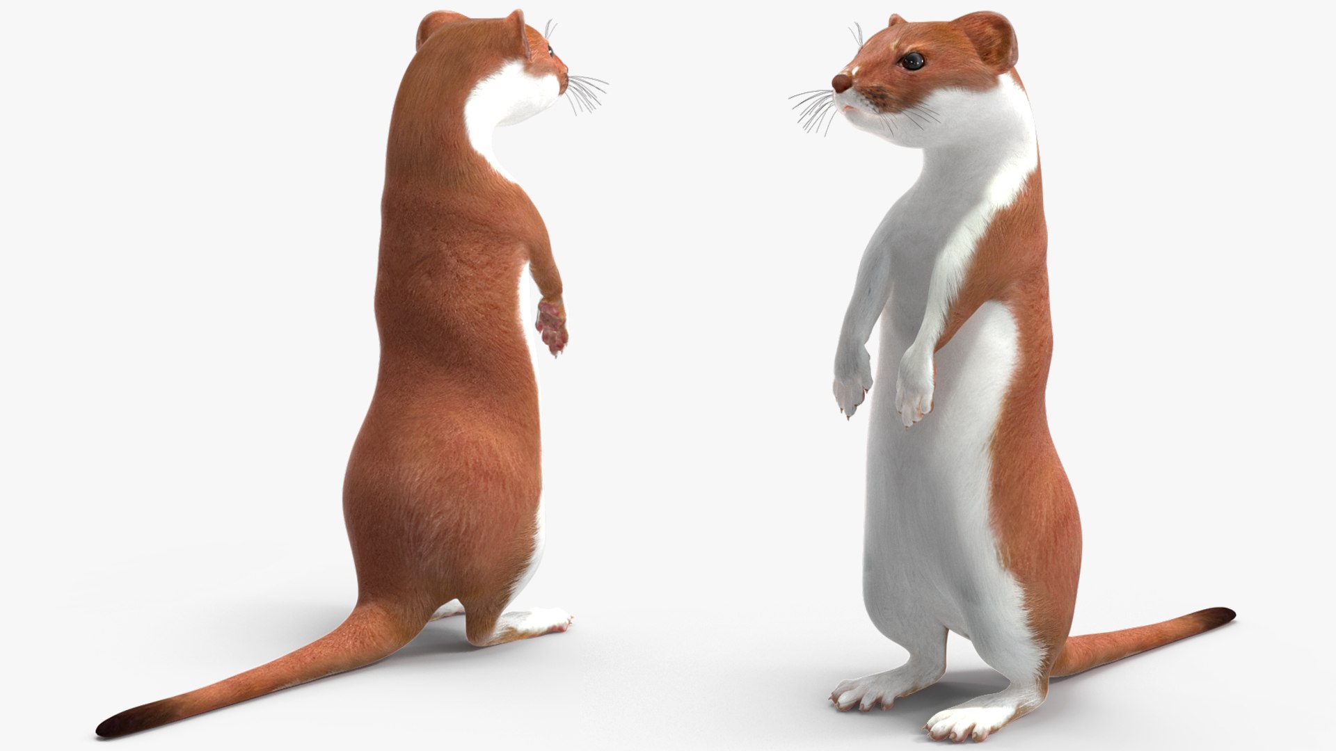 3D model Eurasian Stoat Brown Rigged for Maya https://p.turbosquid.com/ts-thumb/cq/J3LlWh/kQ/eurasianstoatbrownriggedformaya3dsmodel019/jpg/1721005870/1920x1080/fit_q87/4d2c2d6b656327d2f5f204e674ef879b11d8ef3b/eurasianstoatbrownriggedformaya3dsmodel019.jpg