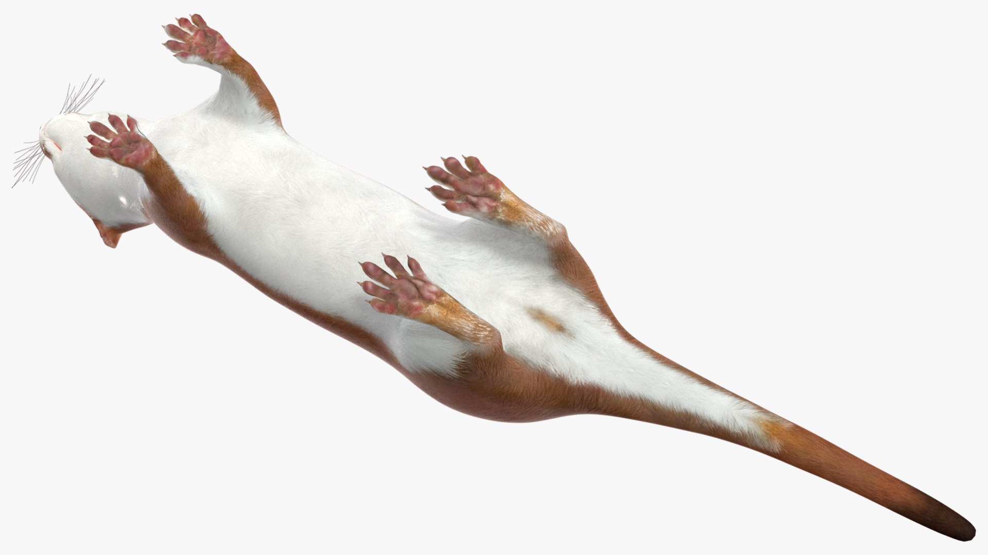 3D model Eurasian Stoat Brown Rigged for Maya https://p.turbosquid.com/ts-thumb/cq/J3LlWh/qp/eurasianstoatbrownriggedformaya3dsmodel021/jpg/1721005878/1920x1080/fit_q87/da2b41ca629bd1d31fbf1aa4bf6f5fa14664108e/eurasianstoatbrownriggedformaya3dsmodel021.jpg