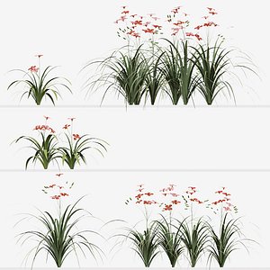Set of Hemerocallis Fulva Flowering or Orange daylily plants 3D model