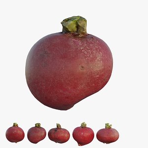 3D model Radish 02