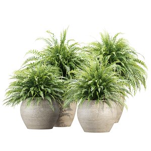 3D Indoor Pot Plants 519 3D Plant Model