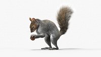 Squirrel with Pine Cone Fur for Cinema 4D(1)